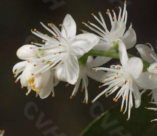 山矾花