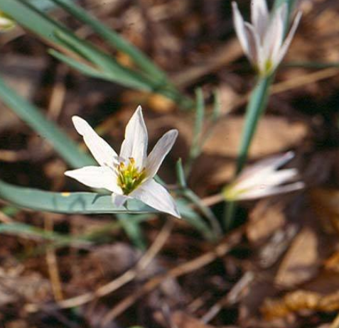 山慈姑花