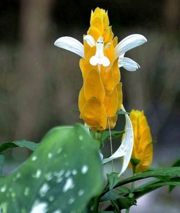 山薄荷