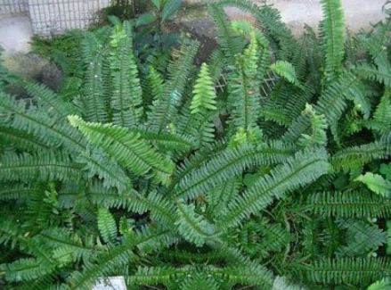 山槟榔