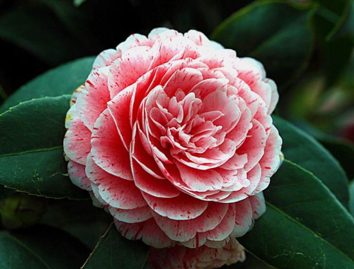 山茶花