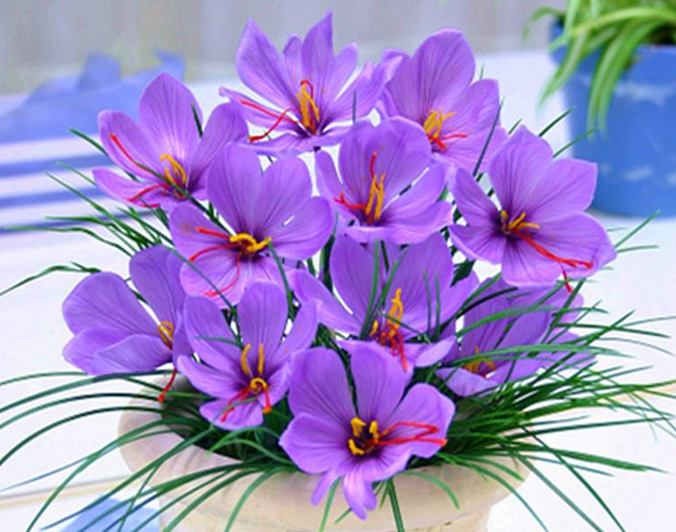藏红花