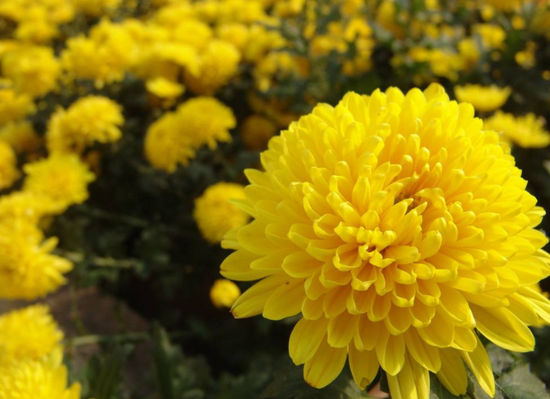 菊花