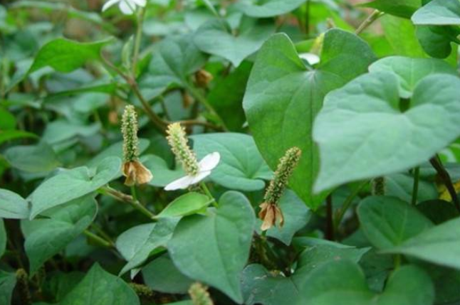鱼腥草