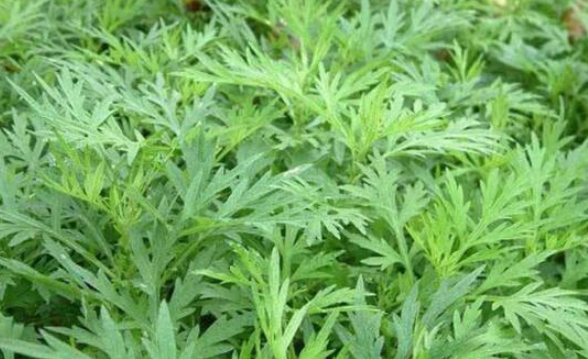 艾草