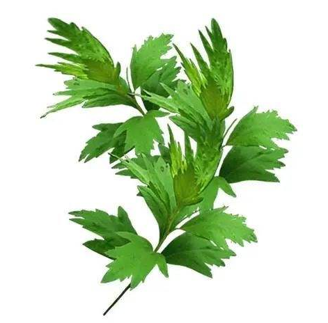 艾草