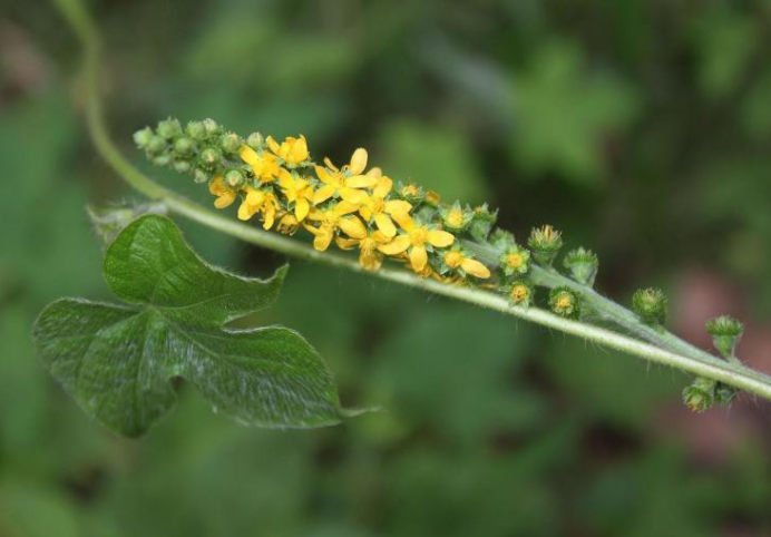 仙鹤草