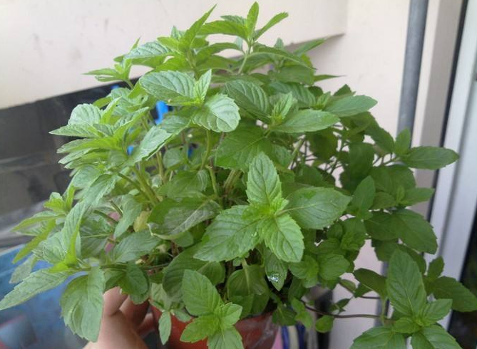 香薄荷