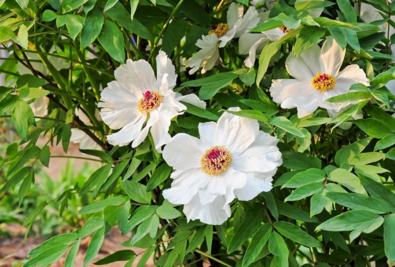 白芍