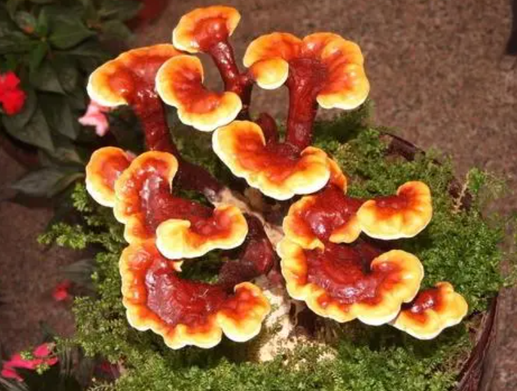 菌灵芝