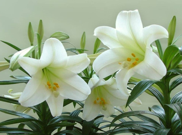 百合花