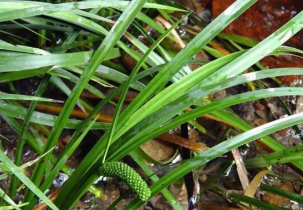 石菖蒲