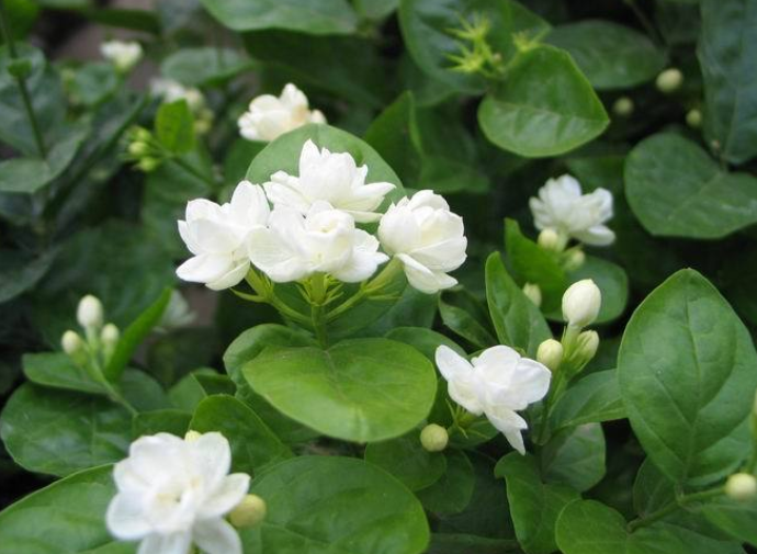 茉莉花