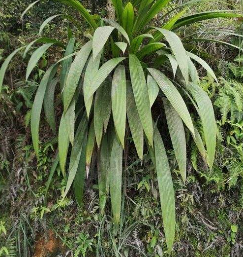 仙茅