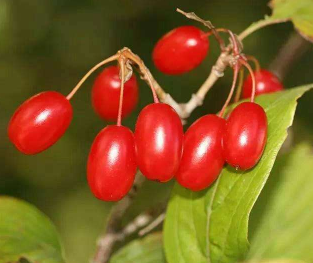 山茱萸