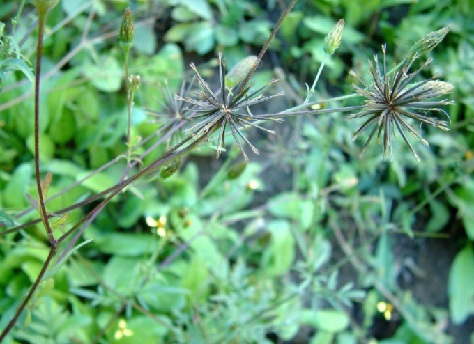 牛蒡草