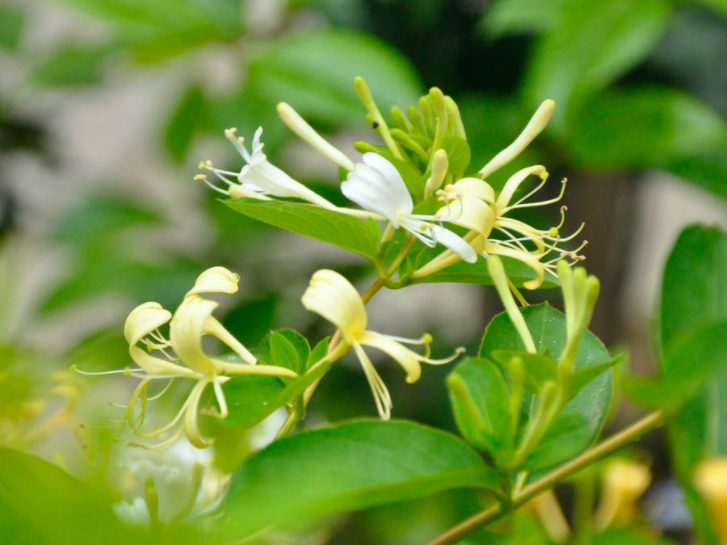 金银花