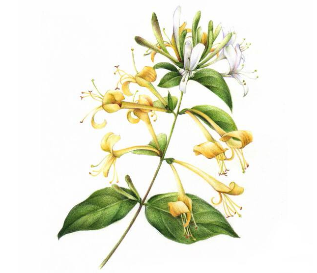 金银花