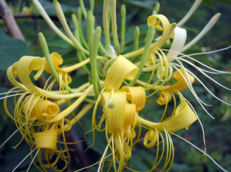 金银花