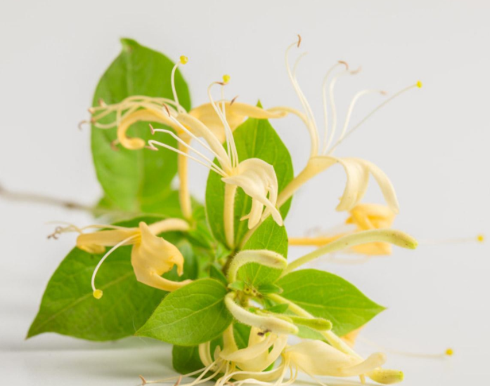 金银花