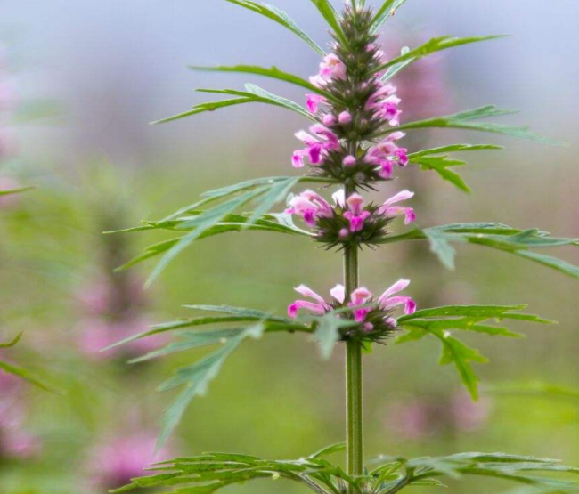 益母草