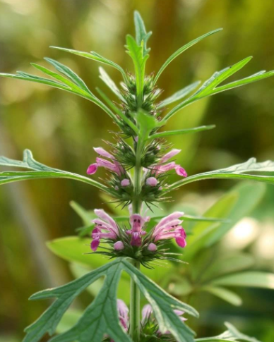益母草