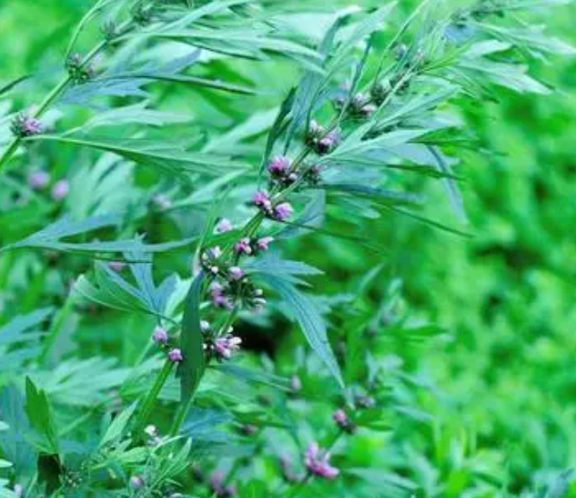 益母草