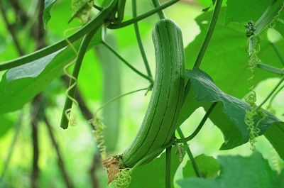 丝瓜