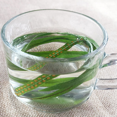 image 肾精茶