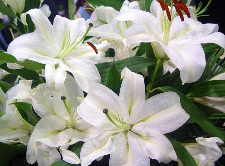 百合花
