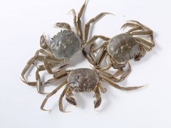河蟹怎么保存不会死 河蟹怎么保存时间长