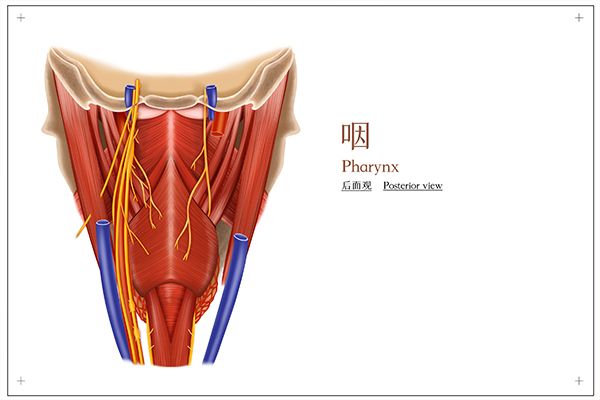 咽颊炎有什么症状如何治疗 咽颊炎有什么症状该如何治疗