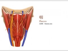 咽颊炎有什么症状如何治疗 咽颊炎有什么症状该如何治疗