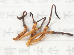 三类人不能吃冬虫夏草 冬虫夏草适合什么人吃