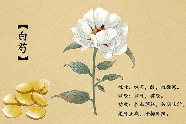 白芍的作用和功效 白芍的药用价值