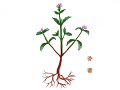 香薷泡水喝可以治疗口臭吗 香薷的功效与作用
