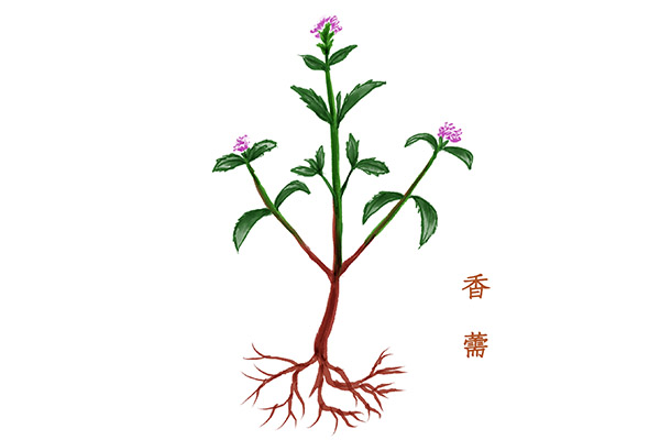 香薷泡水喝可以治疗口臭吗 香薷的功效与作用