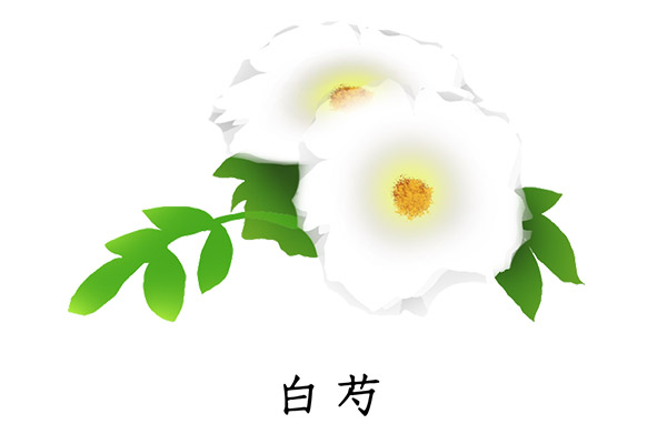 白芍2.jpg