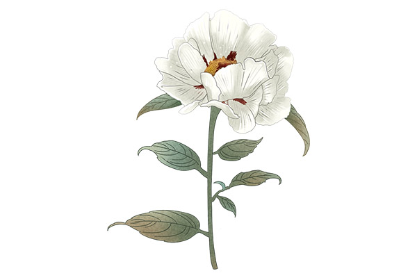 白芍3.jpg