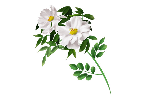 白芍1.jpg