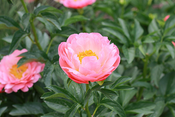 芍药花1.jpg