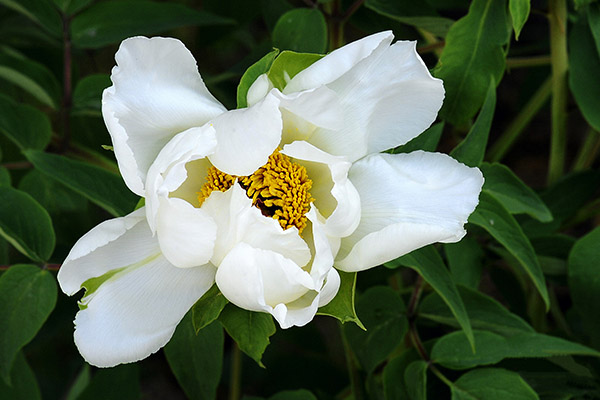 芍药花2.jpg