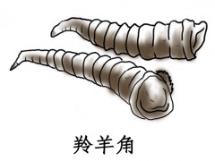 羚羊角粉的功效与作用 羚羊角粉对人体的好处