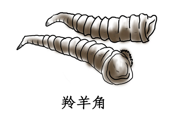 羚羊角粉的功效与作用 羚羊角粉对人体的好处