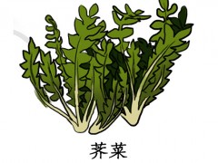 什么人不能吃荠菜 荠菜的禁忌人群
