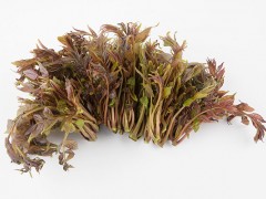 香椿的功效与禁忌 吃香椿的禁忌及作用