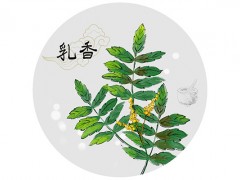 乳香的功效与作用 乳香的药用价值