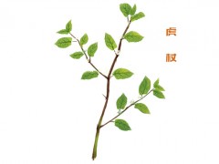 虎杖的功效与作用 虎杖的药用价值