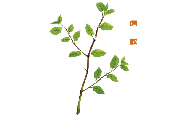 虎杖1.jpg 虎杖的功效与作用 虎杖的药用价值