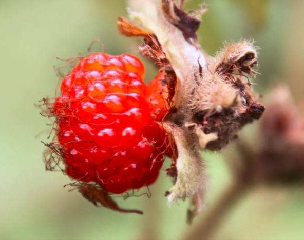 刺莓果